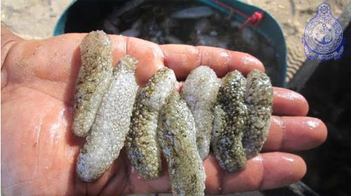 Sea cucumber meant to be smuggled into Sri Lanka seized in TN
